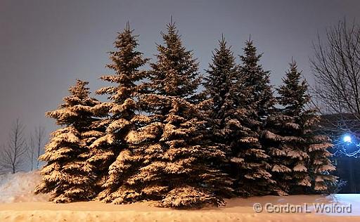 Snow-Laden Trees_11712-4.jpg - Photographed at Ottawa, Ontario - the capital of Canada.